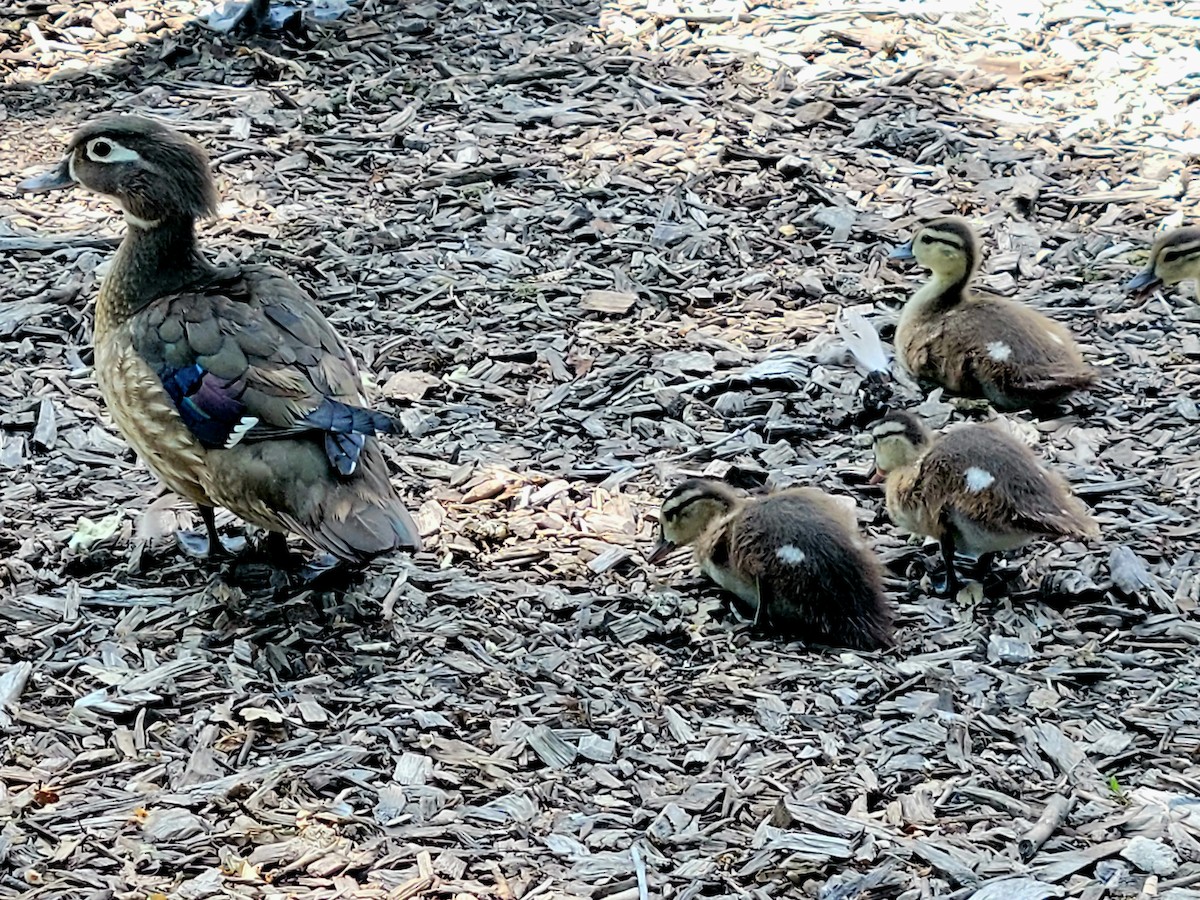 Wood Duck - ML585990031