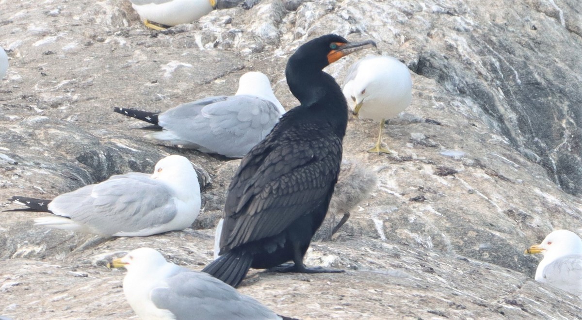 Double-crested Cormorant - ML585991201