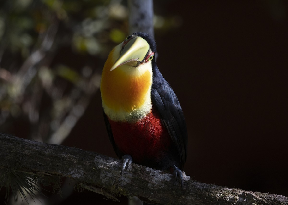 Red-breasted Toucan - Silvia Faustino Linhares