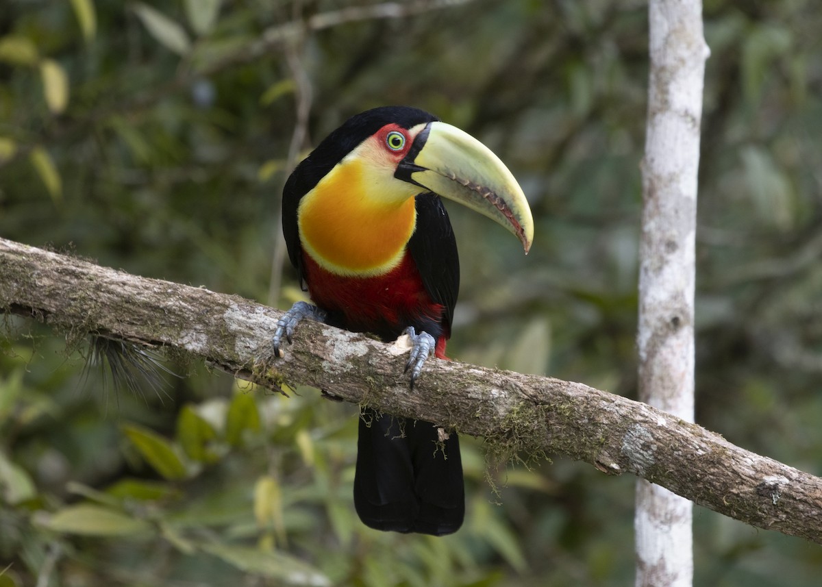 Red-breasted Toucan - Silvia Faustino Linhares