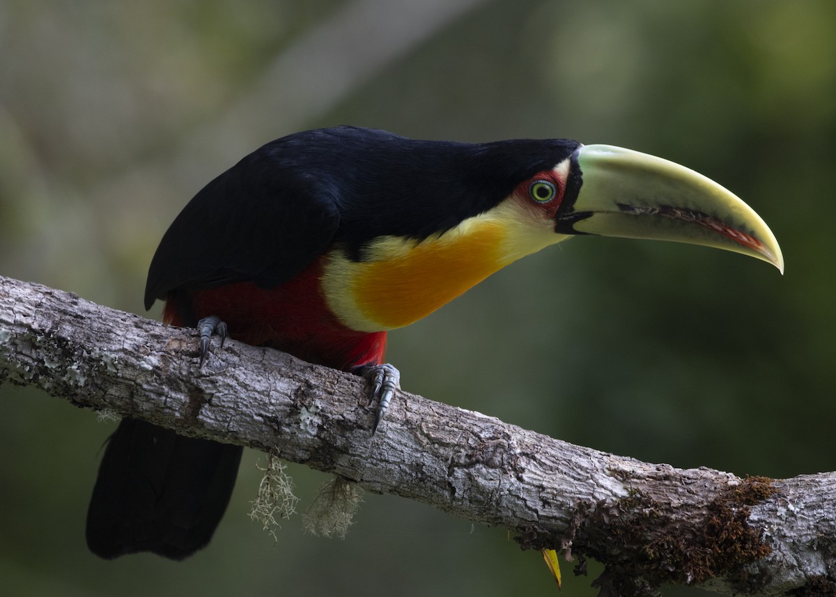 Red-breasted Toucan - Silvia Faustino Linhares