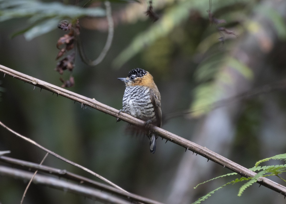 Carpinterito Cuellicanela - ML585991931