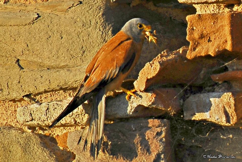 Lesser Kestrel - ML58599301