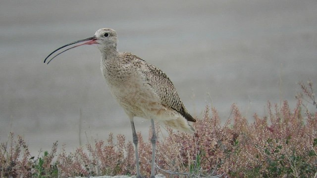 Long-billed Curlew - ML585995981