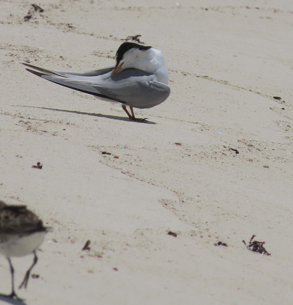 Least Tern - ML585998641