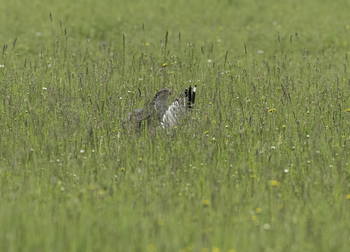 American Goshawk - Kathy Koenig