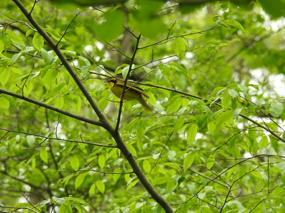 Kentucky Warbler - ML58600301