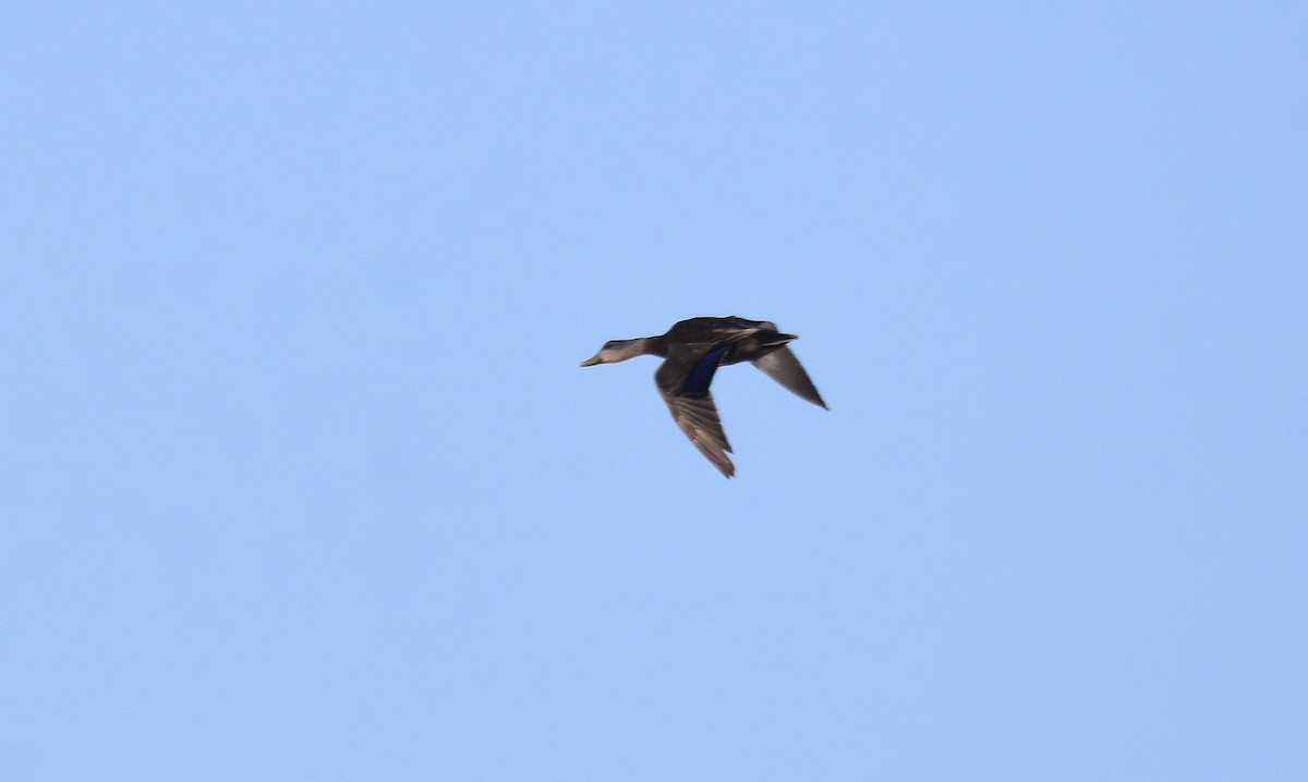 American Black Duck - ML586004961