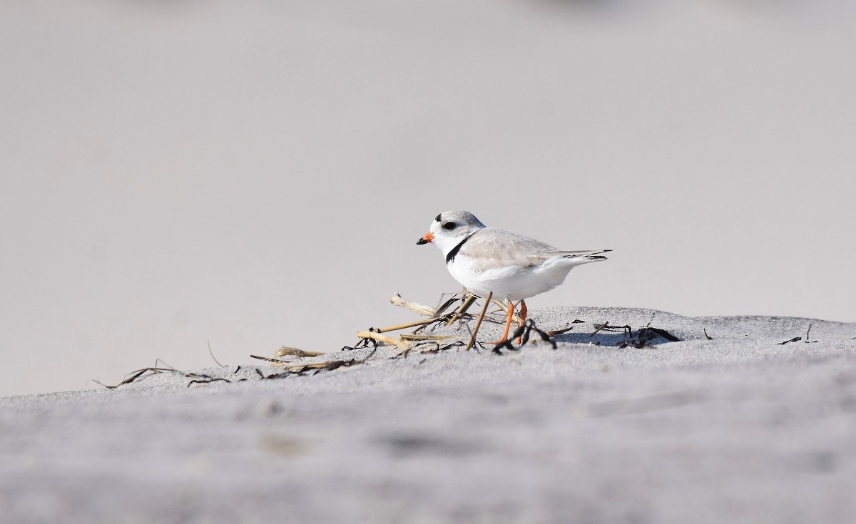 Piping Plover - ML586005201