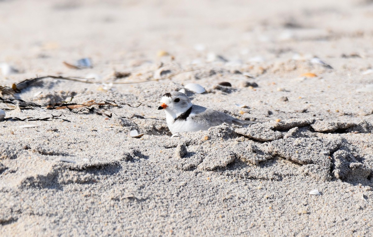 Piping Plover - ML586005221
