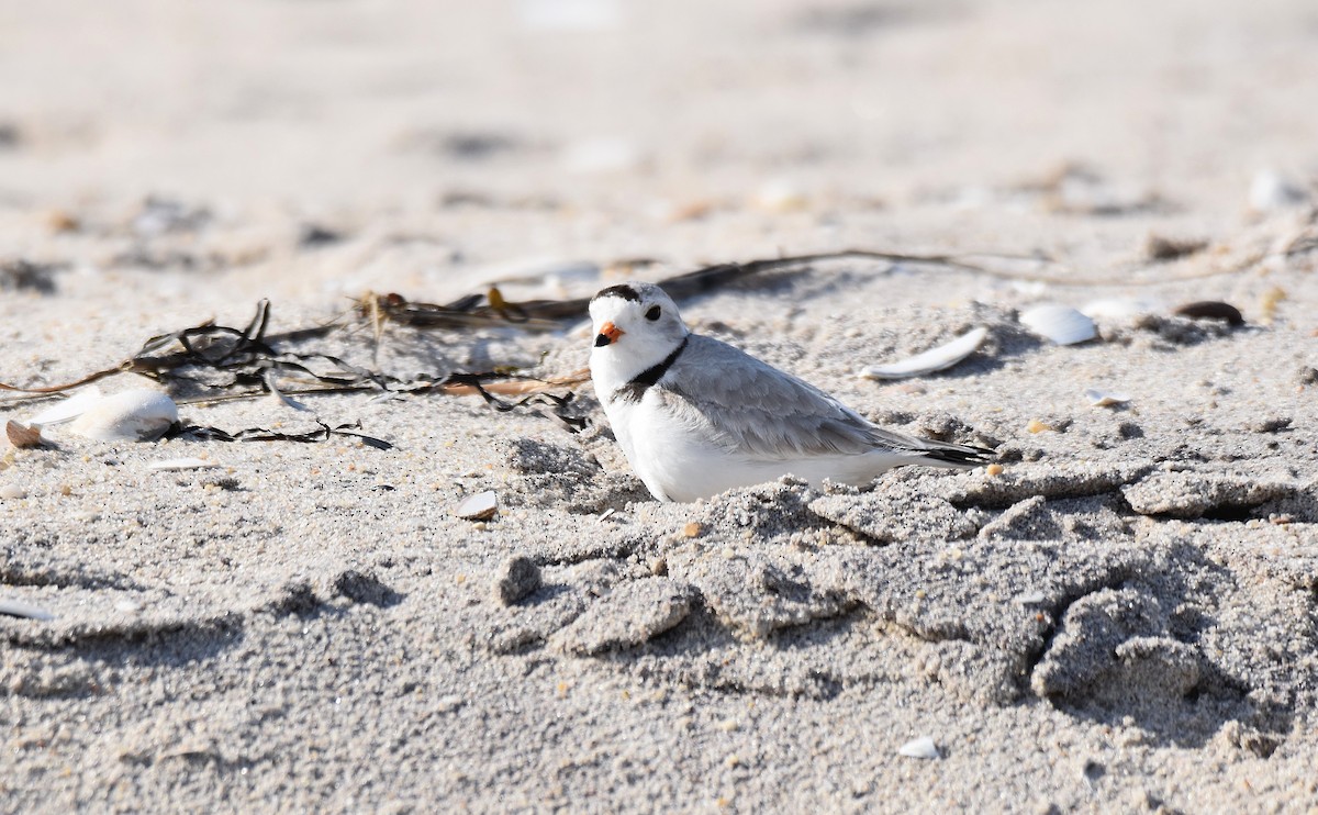Piping Plover - ML586005231