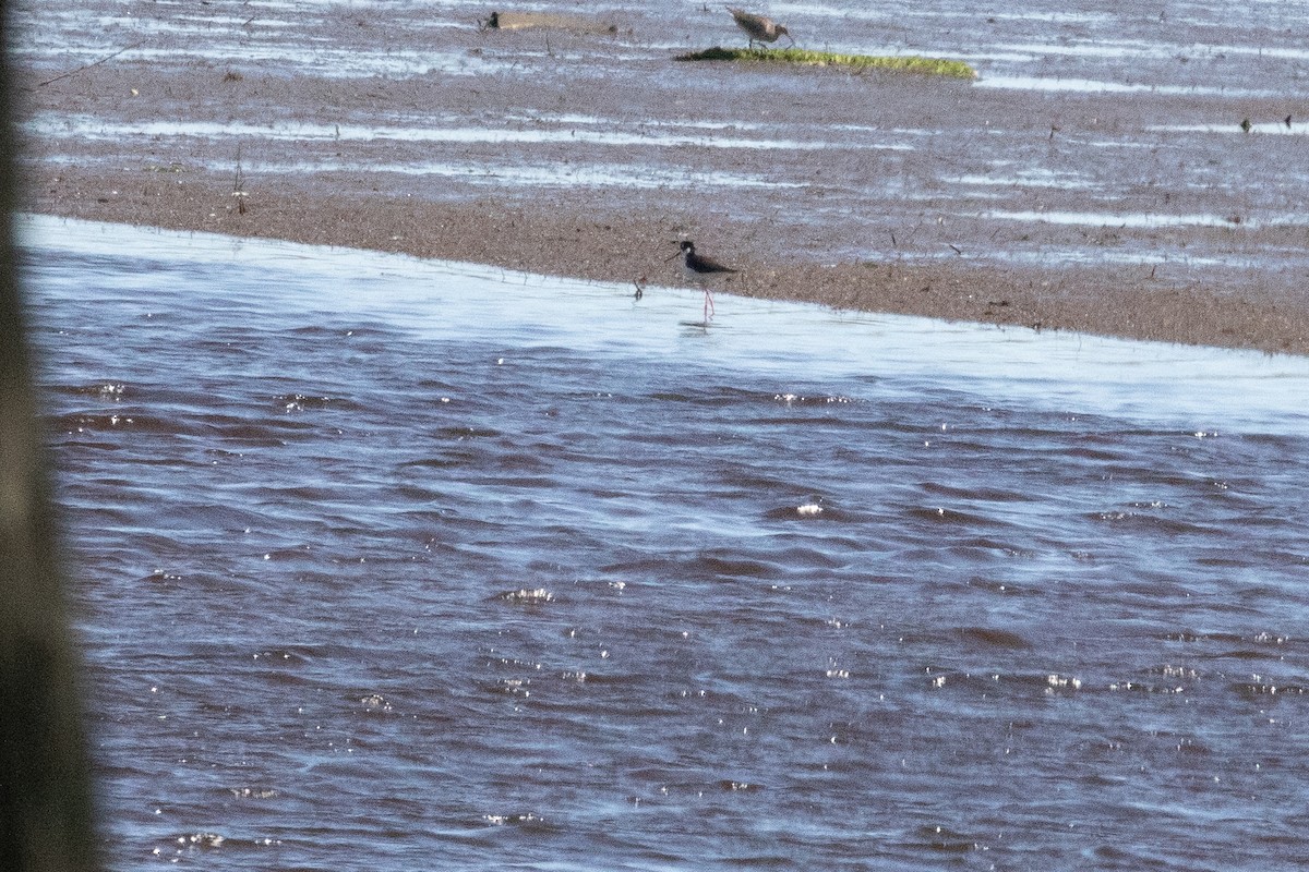 Black-necked Stilt - ML586006331