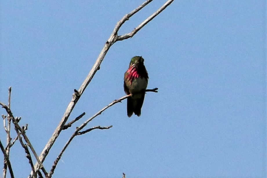 Calliope Hummingbird - Janice Miller