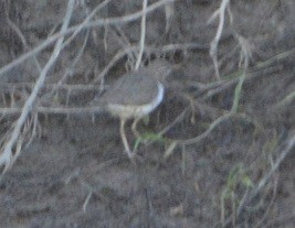 Drosseluferläufer - ML58600851