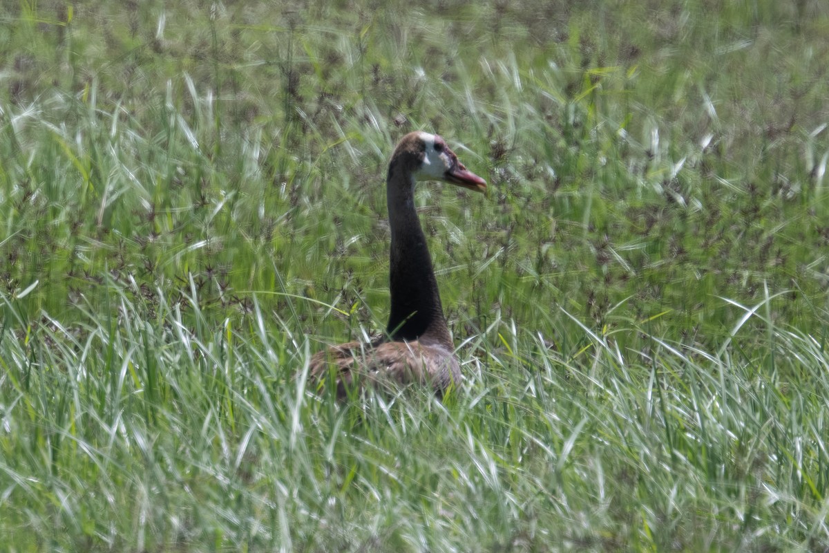 Spur-winged Goose - ML586008511