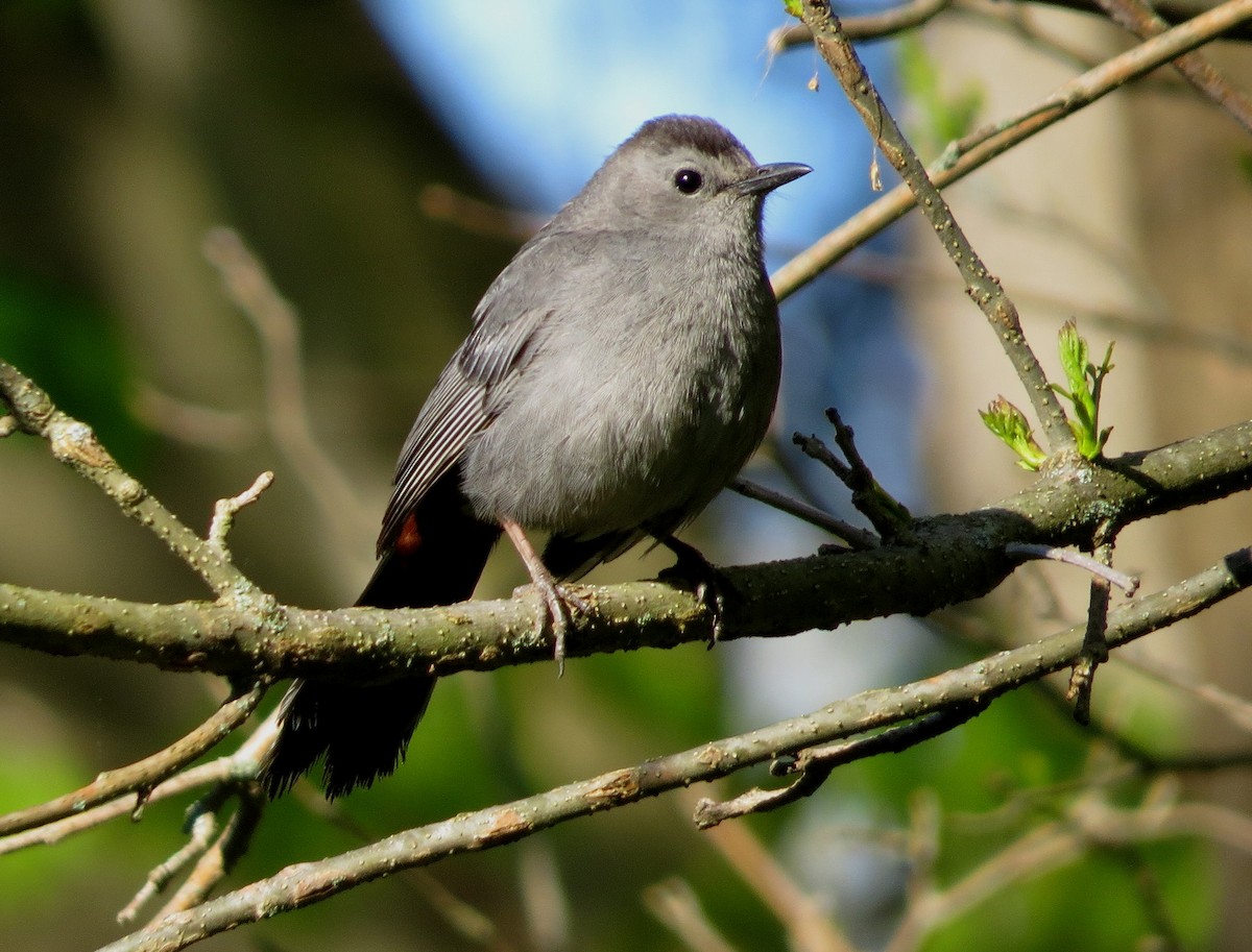 Katzenspottdrossel - ML58600941