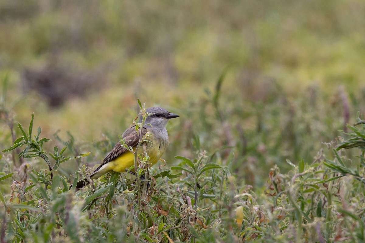 Western Kingbird - ML586009441