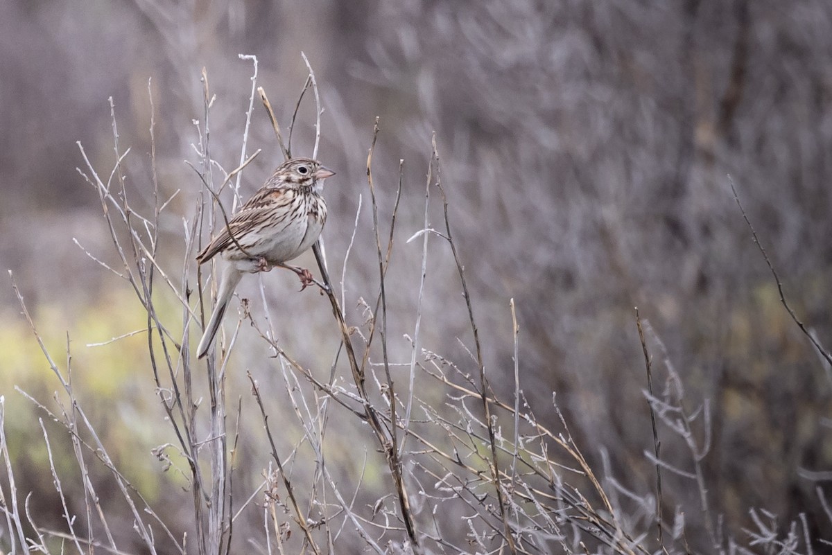 Vesper Sparrow - ML586009571