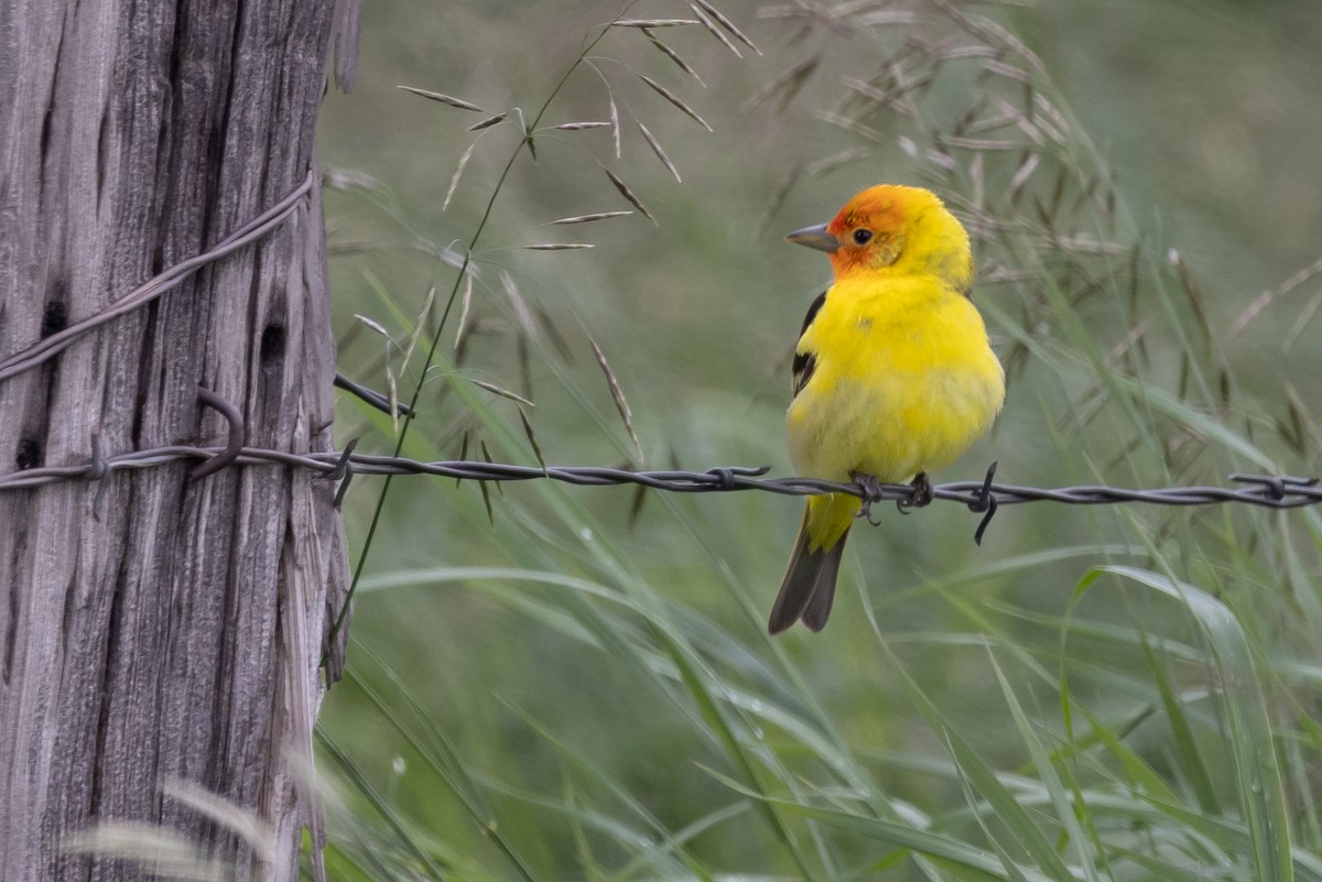 Western Tanager - ML586009641