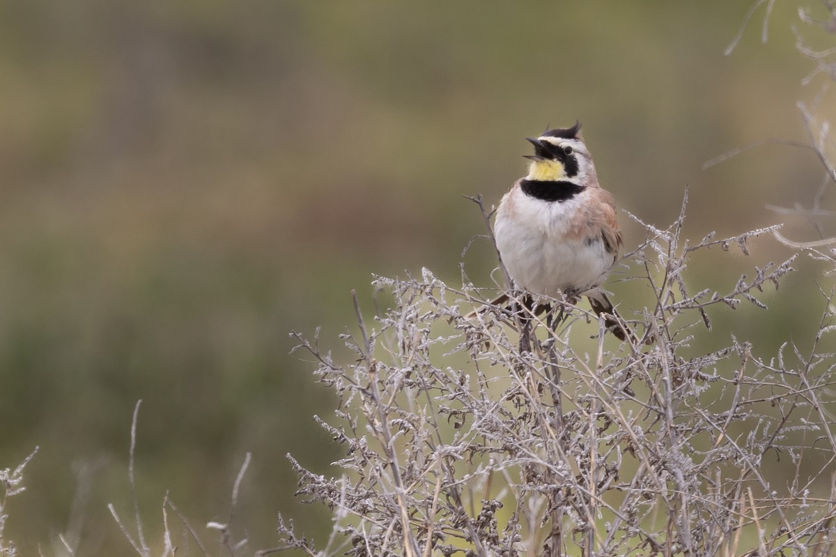 Horned Lark - ML586009991