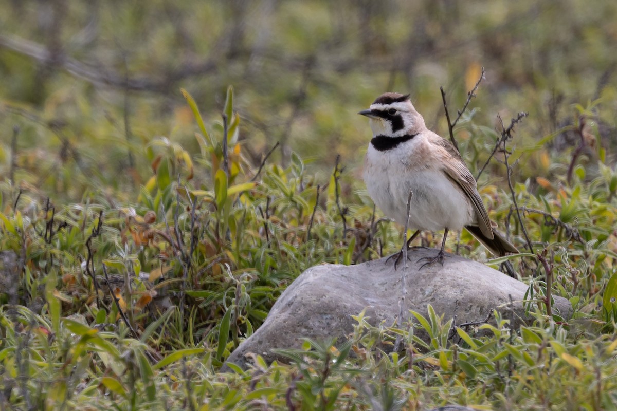 Horned Lark - ML586010001