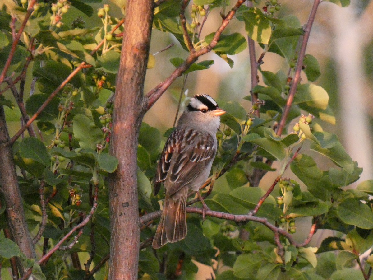 White-crowned Sparrow (oriantha) - ML586010971