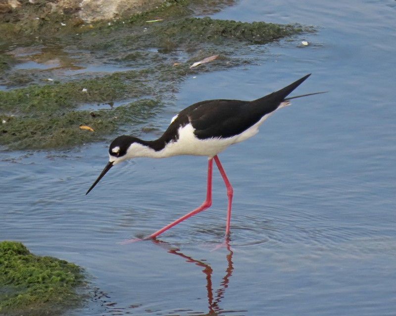 Black-necked Stilt - ML586011631