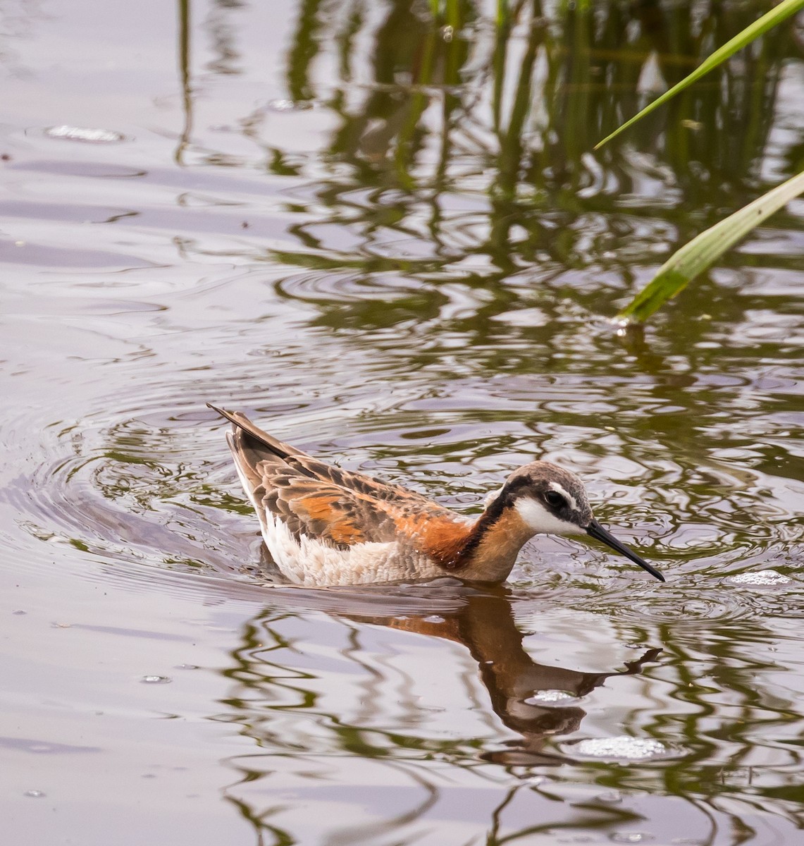 Wilson's Phalarope - ML586011671