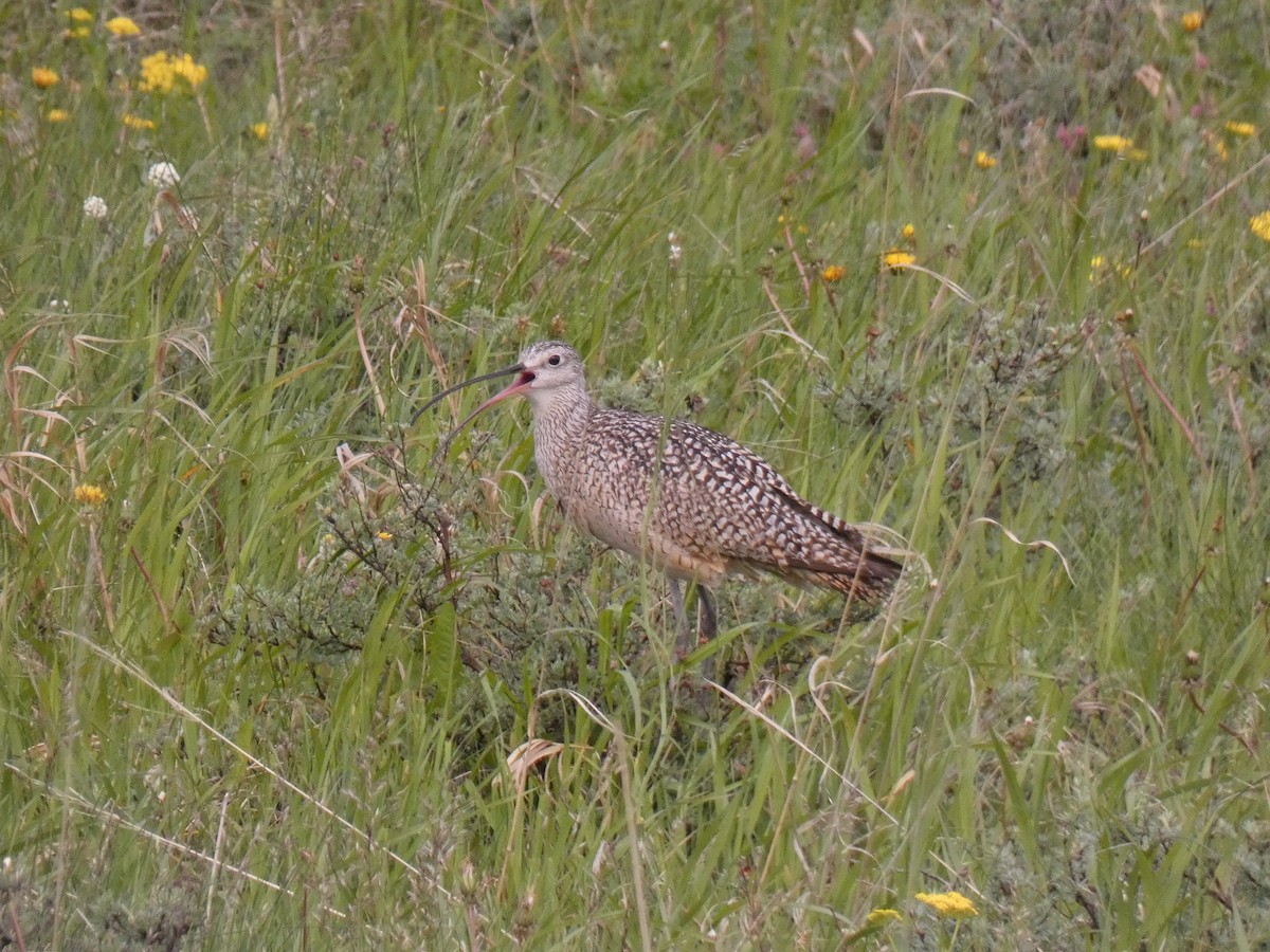 Long-billed Curlew - ML586013891