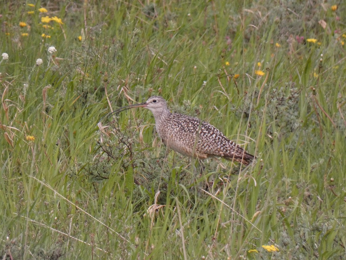 Long-billed Curlew - ML586014321