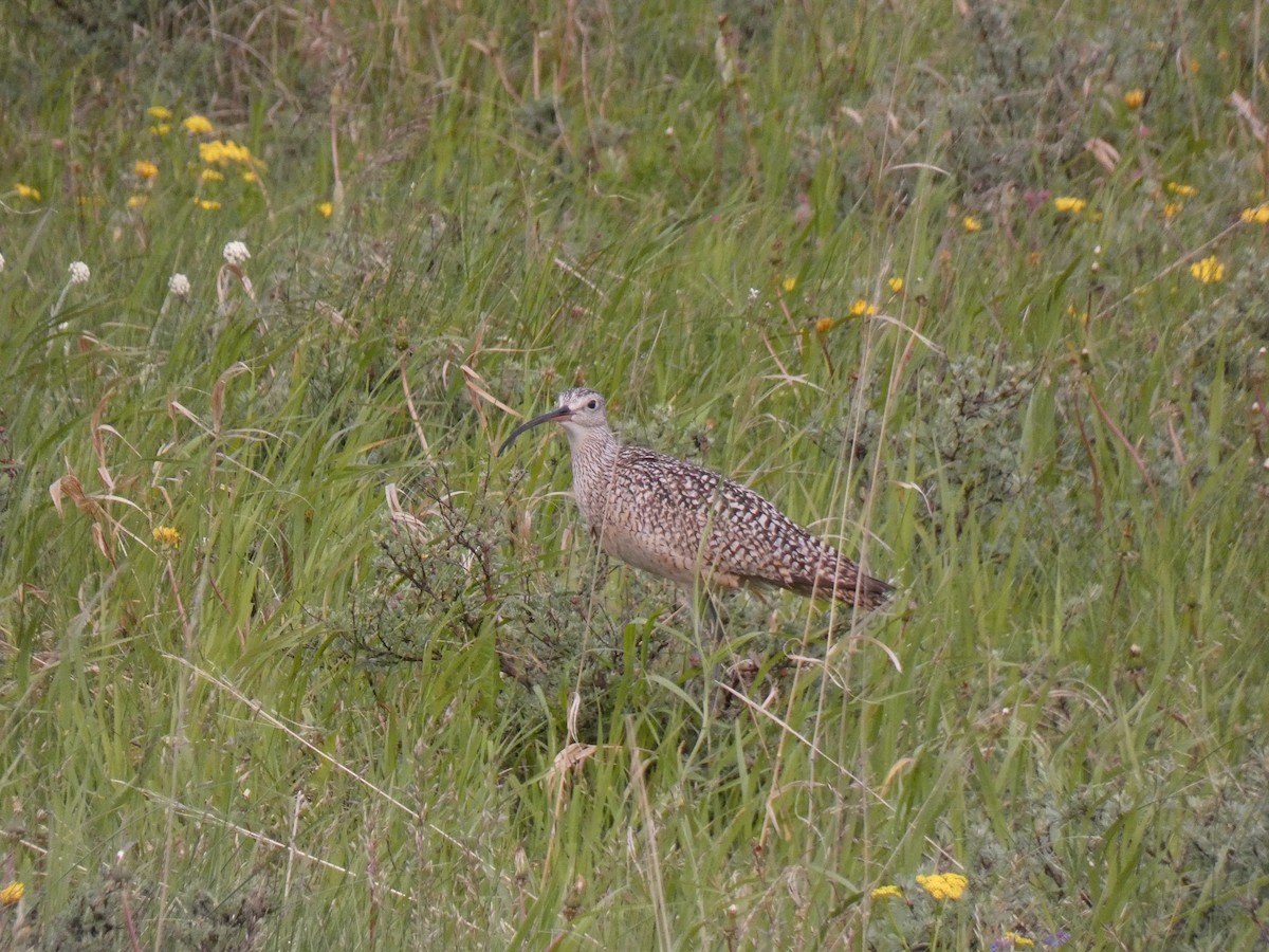 Long-billed Curlew - ML586014361