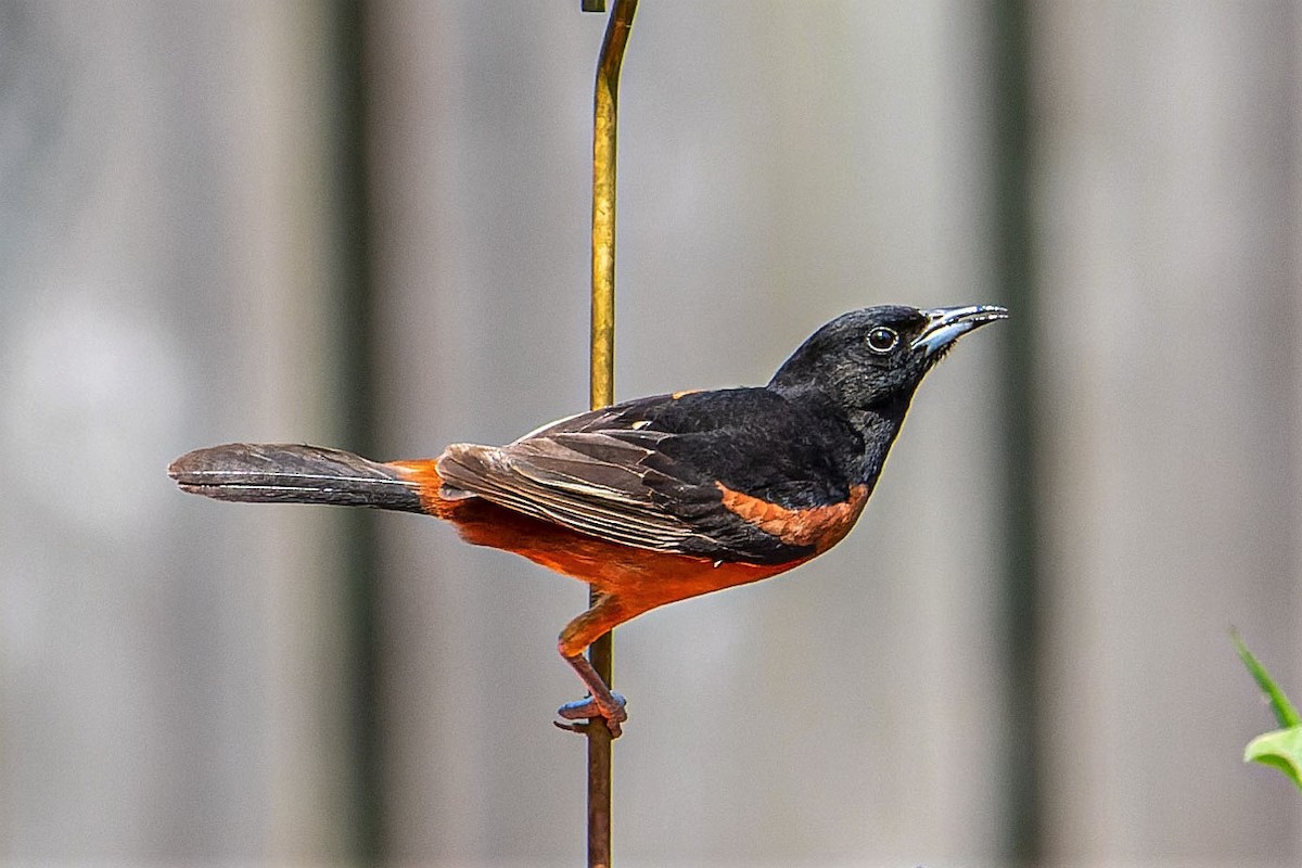 Orchard Oriole - ML586014721