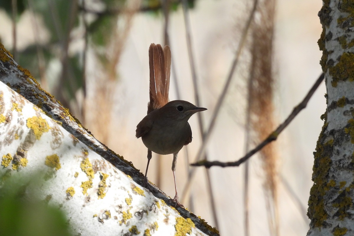 Common Nightingale - ML586014801