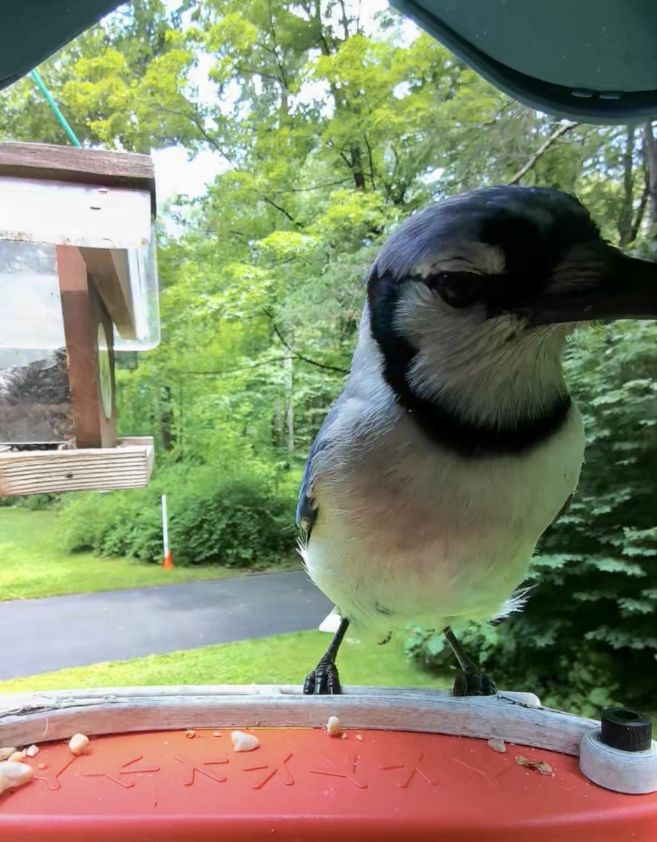 Blue Jay - Laurie Reynolds