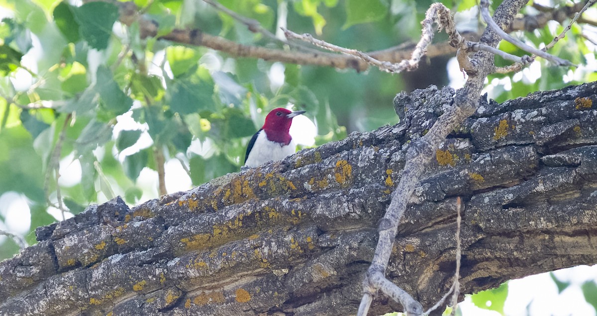 Red-headed Woodpecker - ML586015711