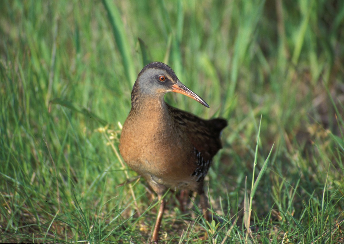 Virginia Rail - ML586015731