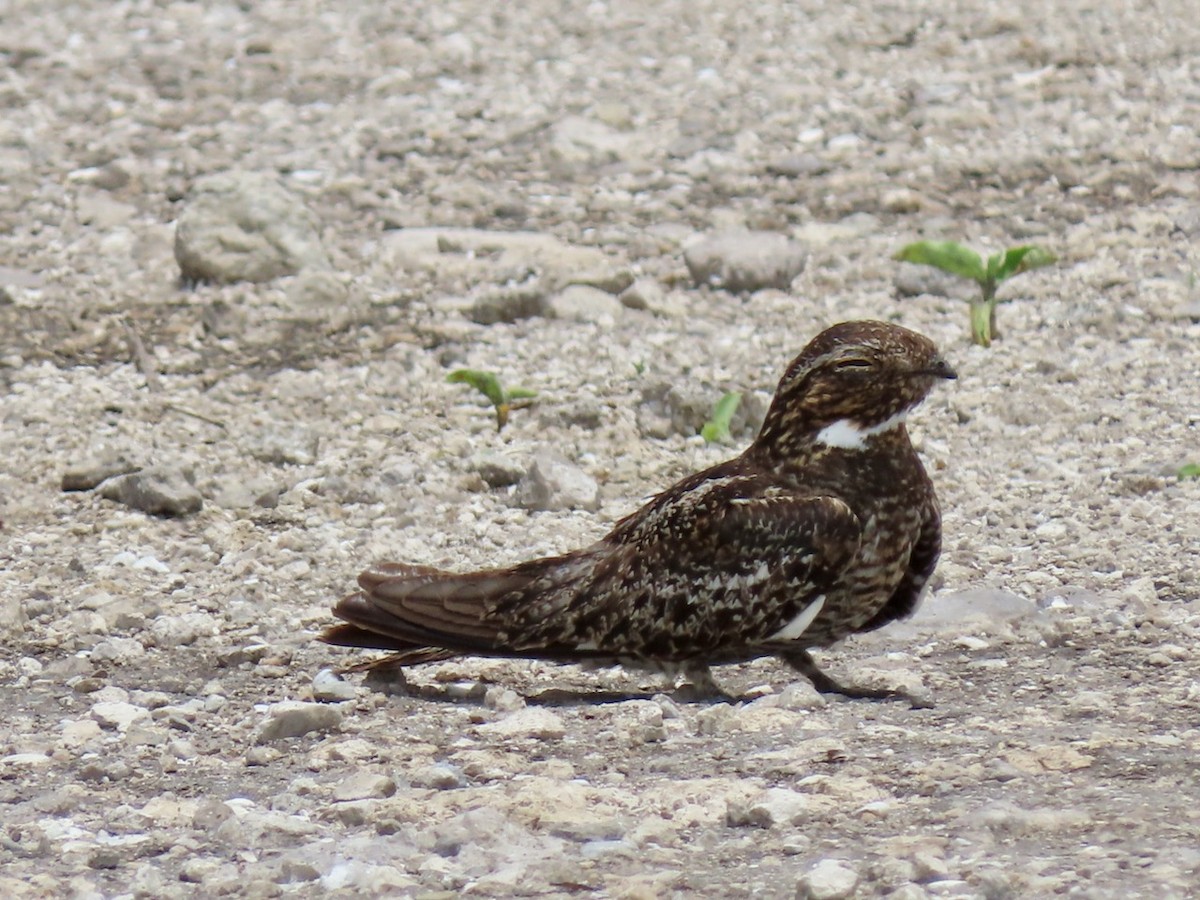 Common Nighthawk - ML586016071