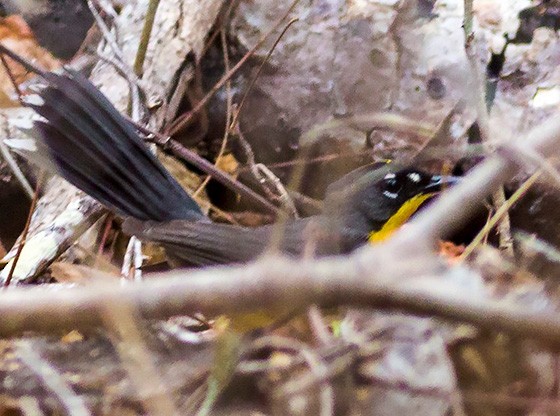 Fan-tailed Warbler - Brad Singer