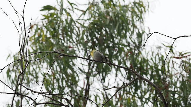 Vireo Gorjiamarillo - ML586017801