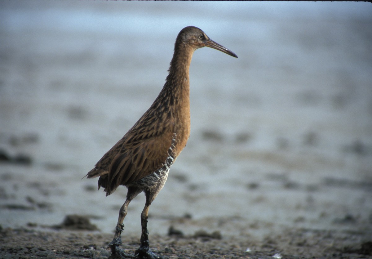 King/Clapper Rail - ML586017861