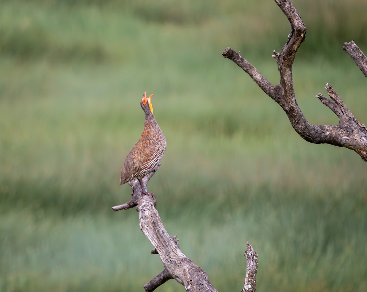Gray-breasted Spurfowl - ML586018181