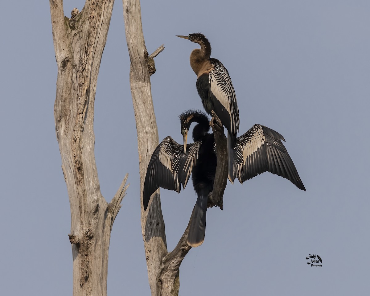 Anhinga - Judy Jones