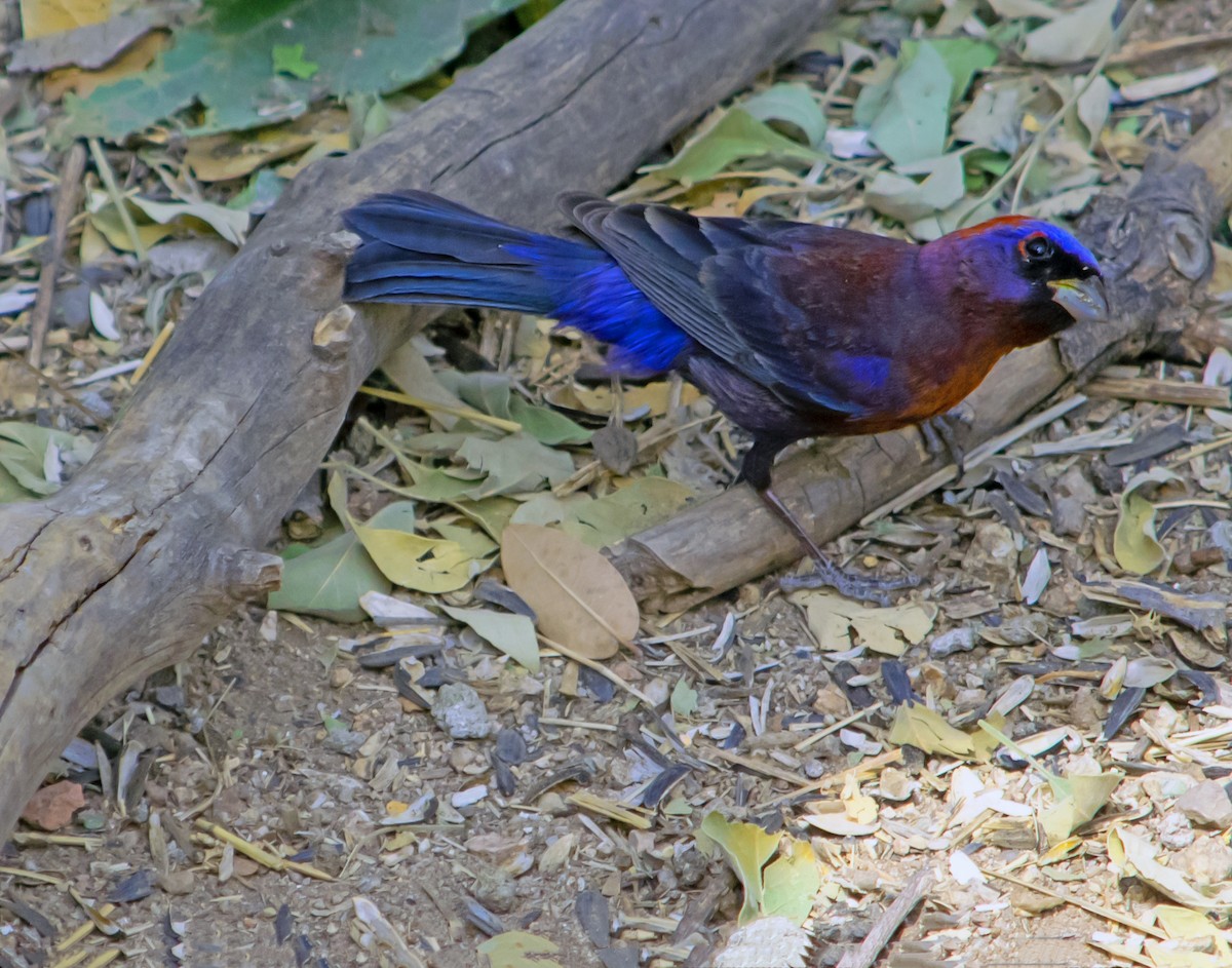 Varied Bunting - ML586018301