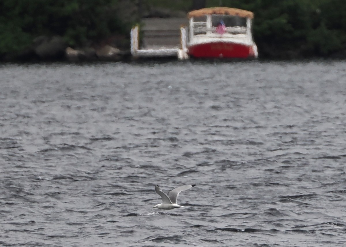 Black-legged Kittiwake - ML586018321