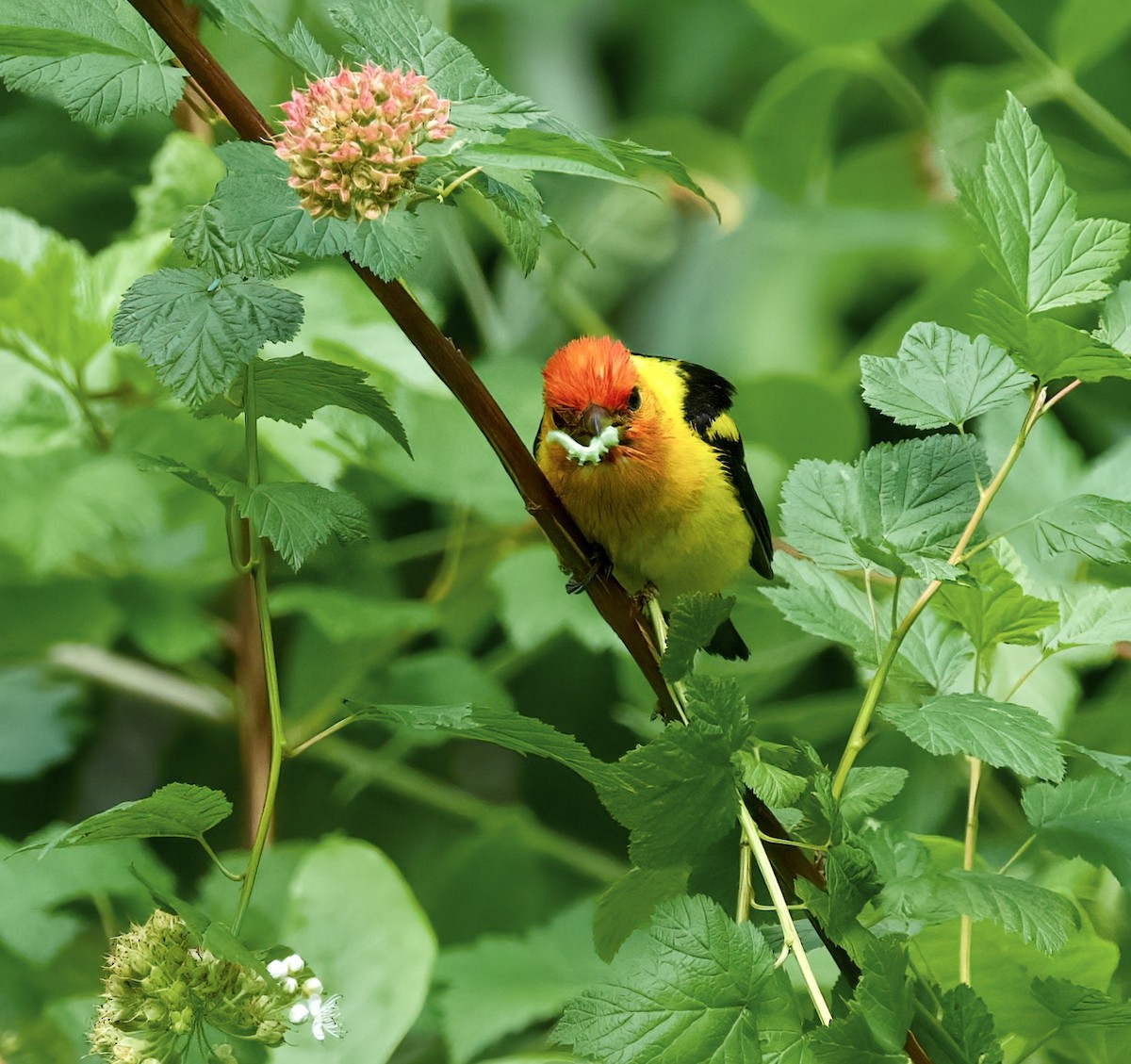 Western Tanager - ML586018491