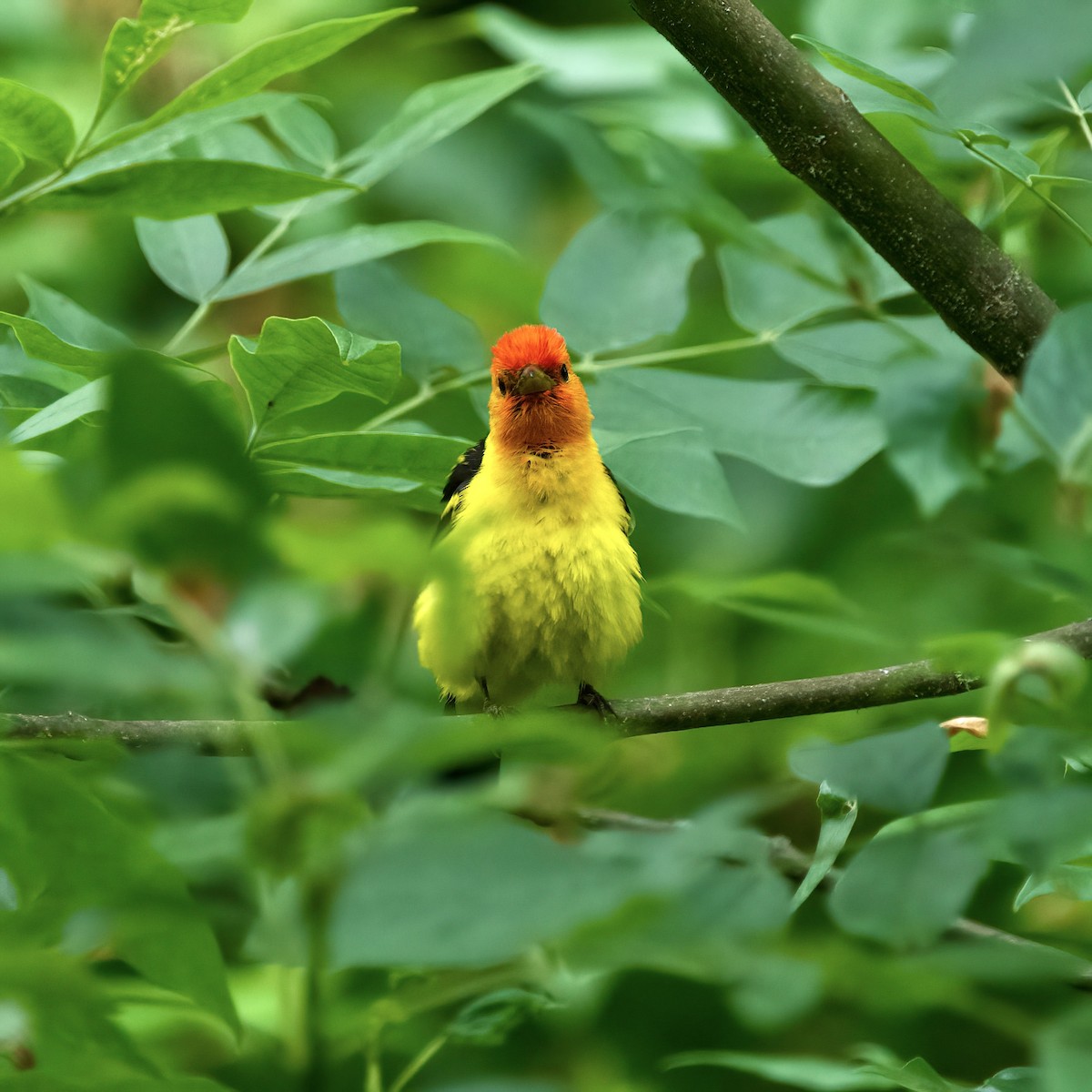 Western Tanager - ML586018501