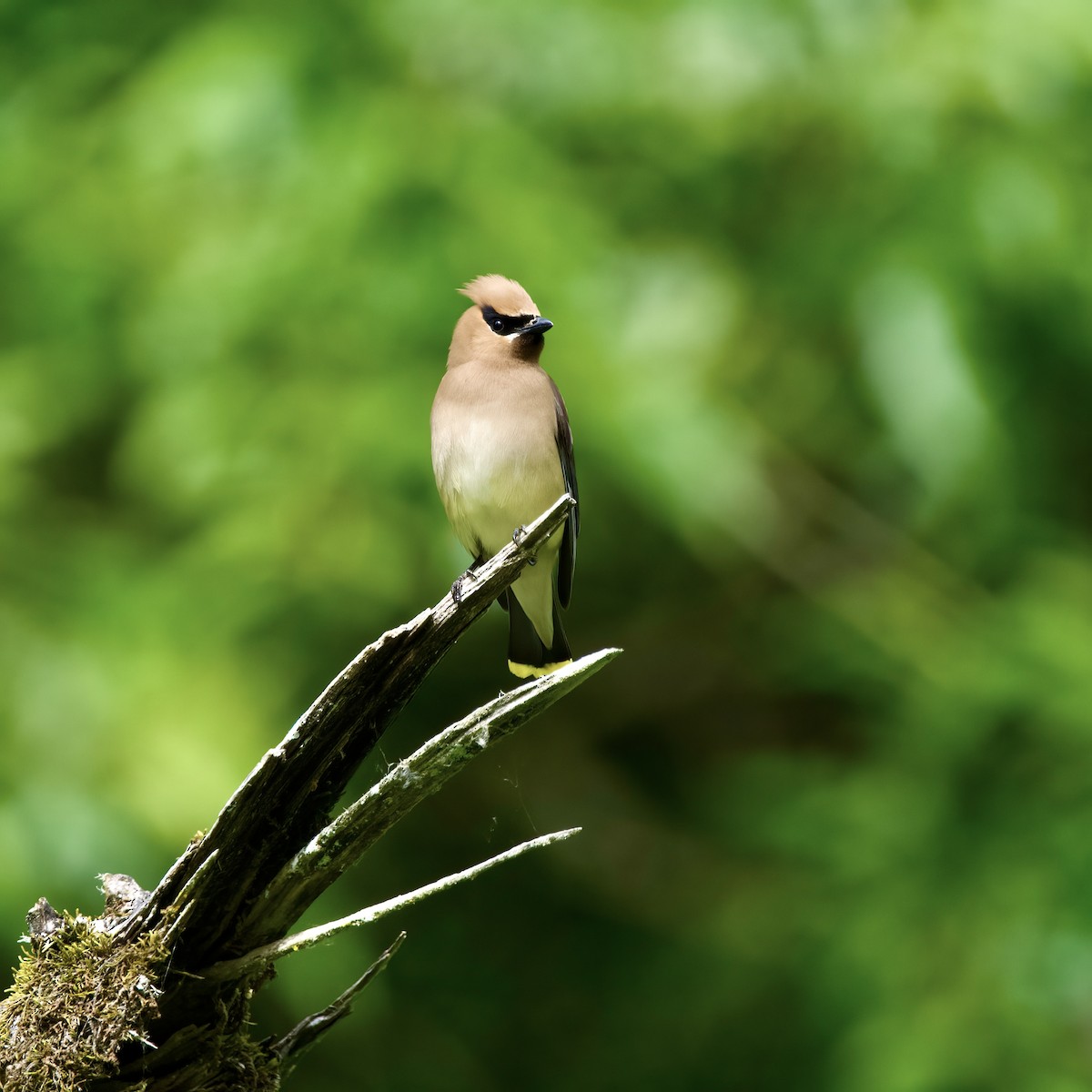 Cedar Waxwing - ML586018641