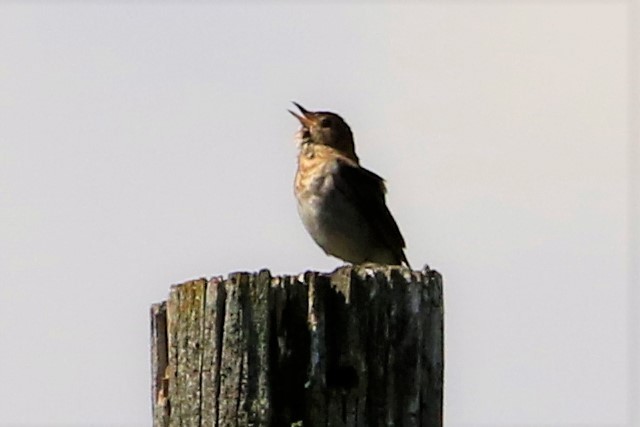 Veery - Janice Miller