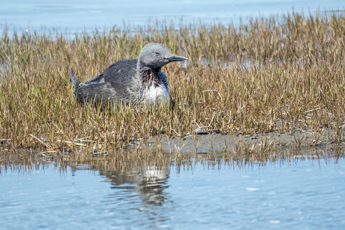 Red-throated Loon - Roger Roy