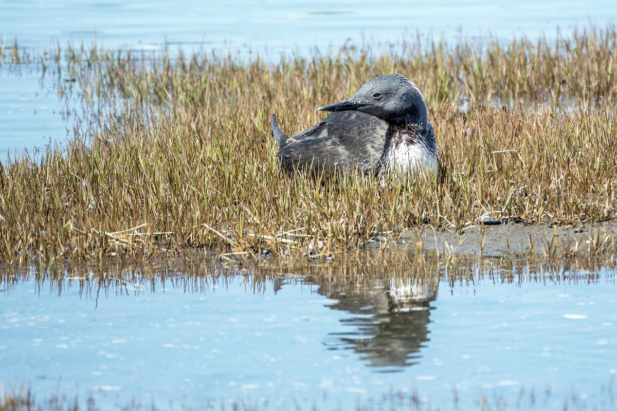 Red-throated Loon - ML586020031